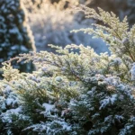 29 Eye-Catching Evergreen Plants That Stay Green in Snow