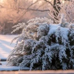 How to Grow Frost-Hardy Shrubs That Thrive All Winter