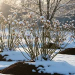 How to Keep Roses Alive in Winter Without Dieback