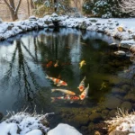How to Maintain a Winter Pond and Protect Fish