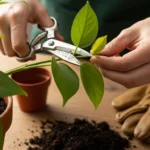 How to Propagate Plants and Multiply Your Garden’s Beauty