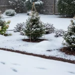 How to Protect Plants From Snow Without Damage