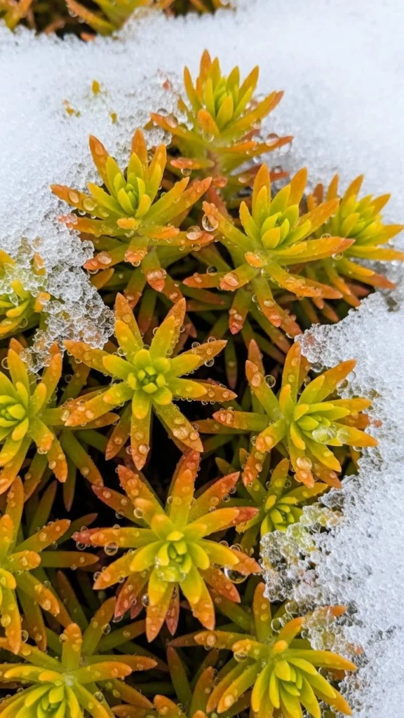 Sedum Angelina