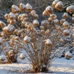 How to Grow Winter-Friendly Hydrangeas
