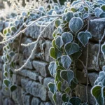 How to Grow Winter-Resistant Vine Plants