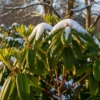 How to Grow Winter Rhododendrons Successfully