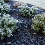 How to Mulch for Winter Protection Without Root Damage