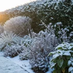 How to Plant an Evergreen Winter Hedge