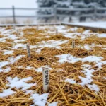 How to Protect Bulbs During Winter Safely