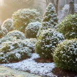 How to Start a Winter Evergreen Border