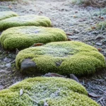 How to Start a Winter Moss Garden That Thrives