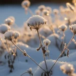 How to Start a Winter Wildflower Patch